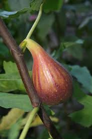 Ficus carica 'Peretta'