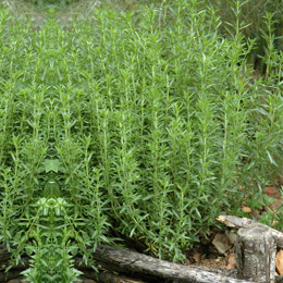 Artemisia dracunculus