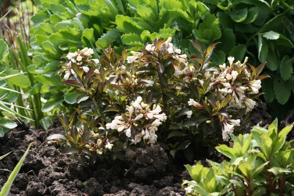 Weigela 'Black and White'®