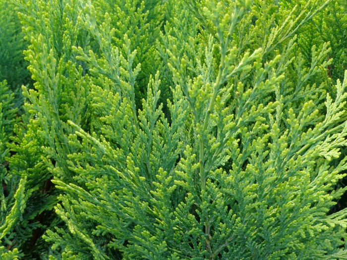 CHAMAECYPARIS LAWS. "ALUMIGOLD"   