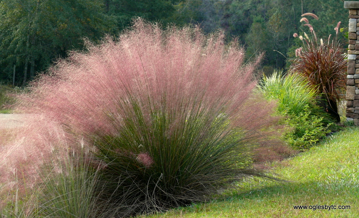 Muhlenbergia capillaris