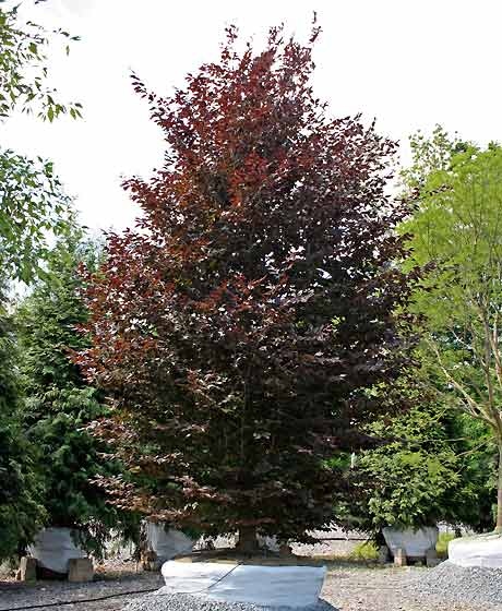 Fagus sylvatica 'Purple Fountain'
