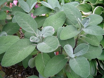 salvia officinalis berggarten 