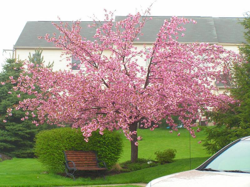 Prunus serrulata 'Kanzan'