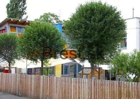 Prunus fruticosa 'Globosa'