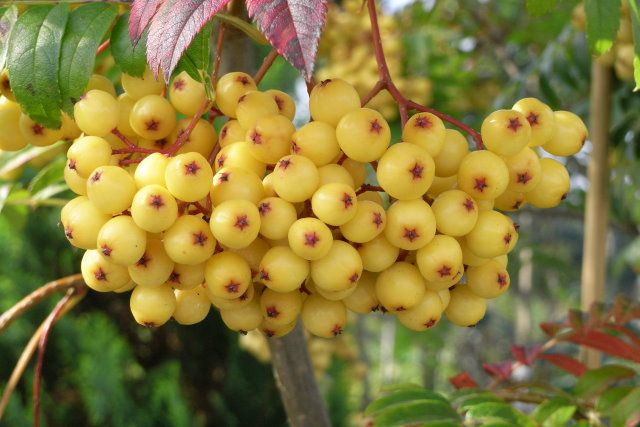 SORBUS a. 'Golden Wonder'