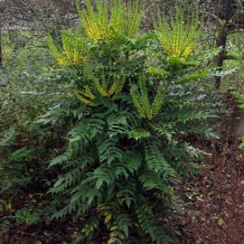 Mahonia media 'Winter Sun'