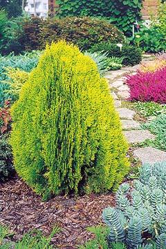 Thuja occidentalis. 'Aurea Nana'  Akcia
