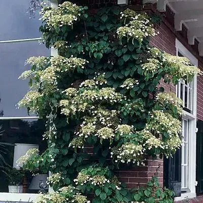 Hydrangea petiolaris