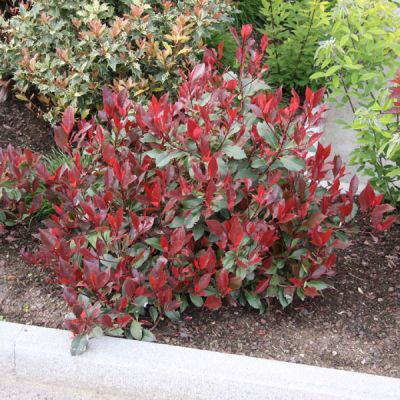 Photinia litle red robin
