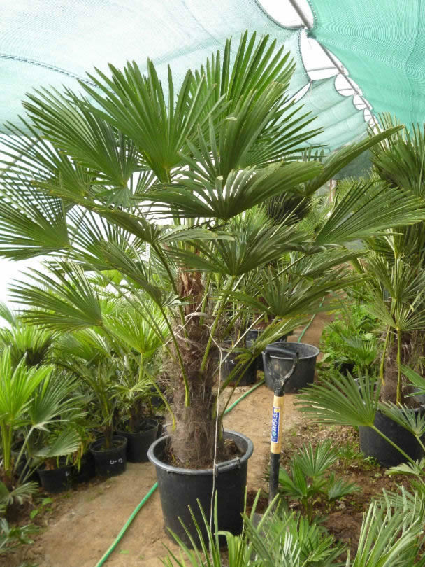 Trachycarpus wagnerianus
