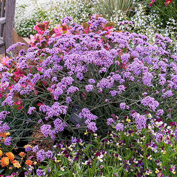 Verbena bonariensis Lollipop