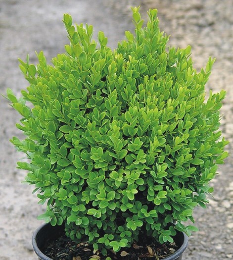 BUXUS sempervirens suffruticosa