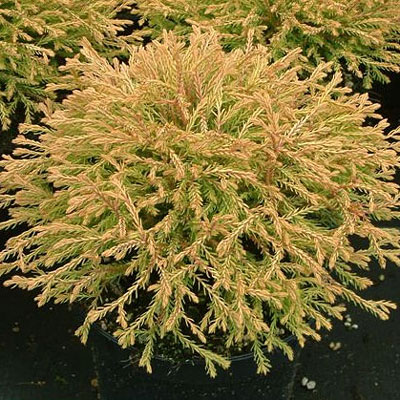 Thuja occidentalis Golden Tuffet