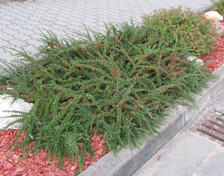 Cotoneaster horizontalis
