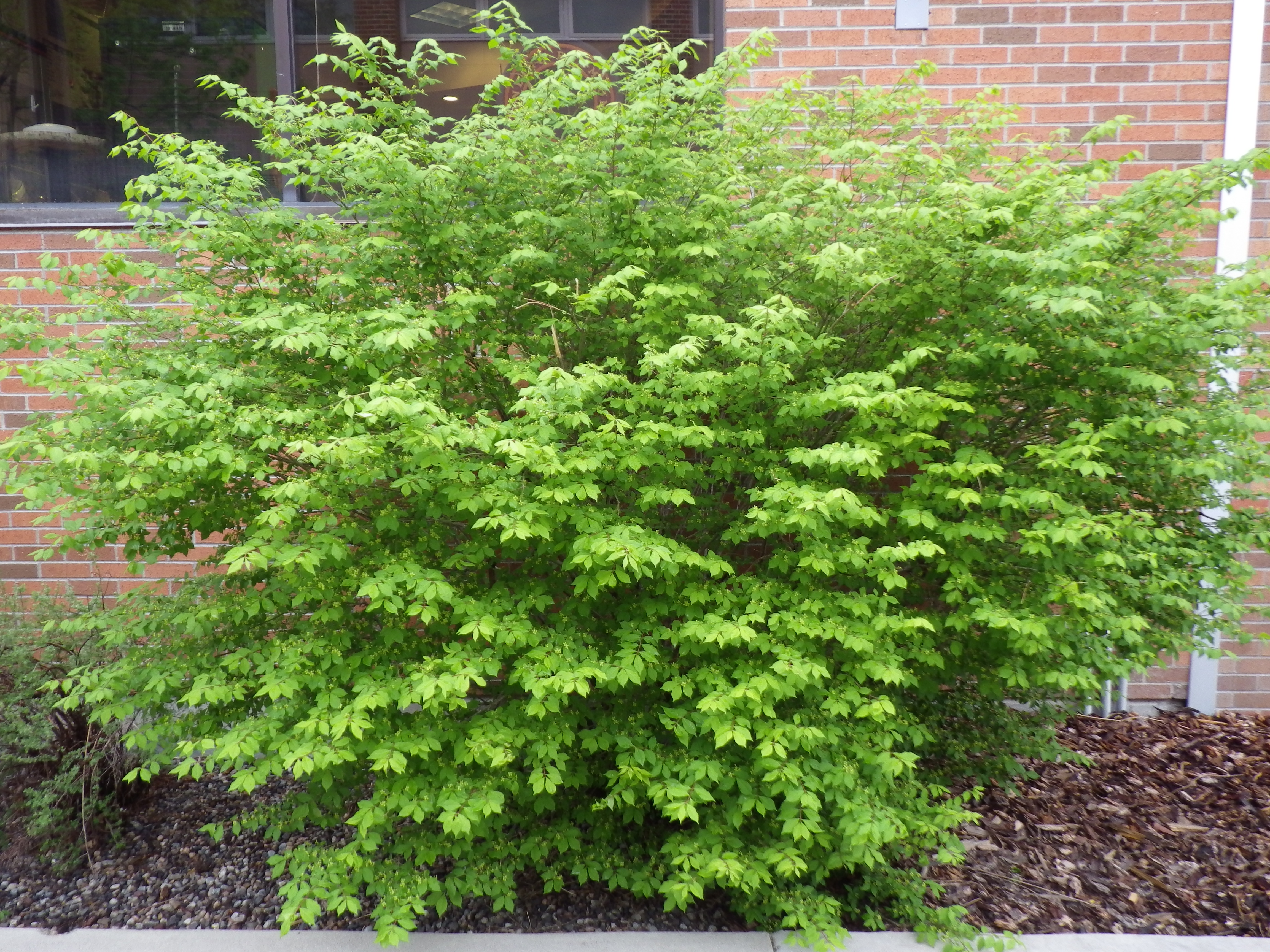 Euonymus alatus