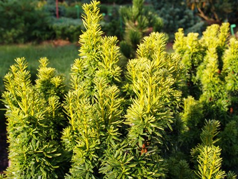 Taxus baccata 'David'