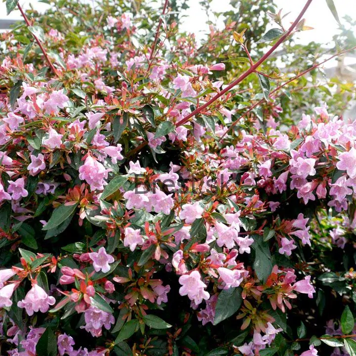 Abelia grandiflora 'Edward Goucher' 5 lit