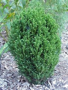 Cryptomeria japonica 'Green Pearl'