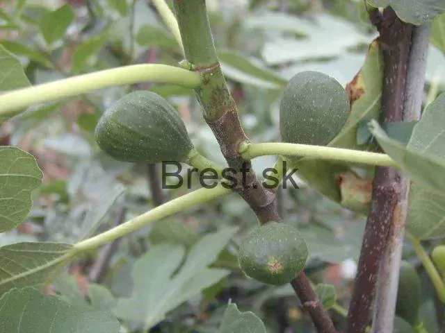Ficus carica 'Brown Turkey' krík