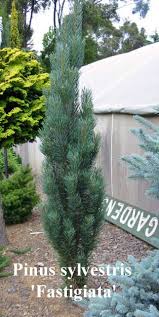 Pinus nigra Fastigiata