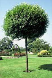 Robinia ps. 'Umbracculifera'