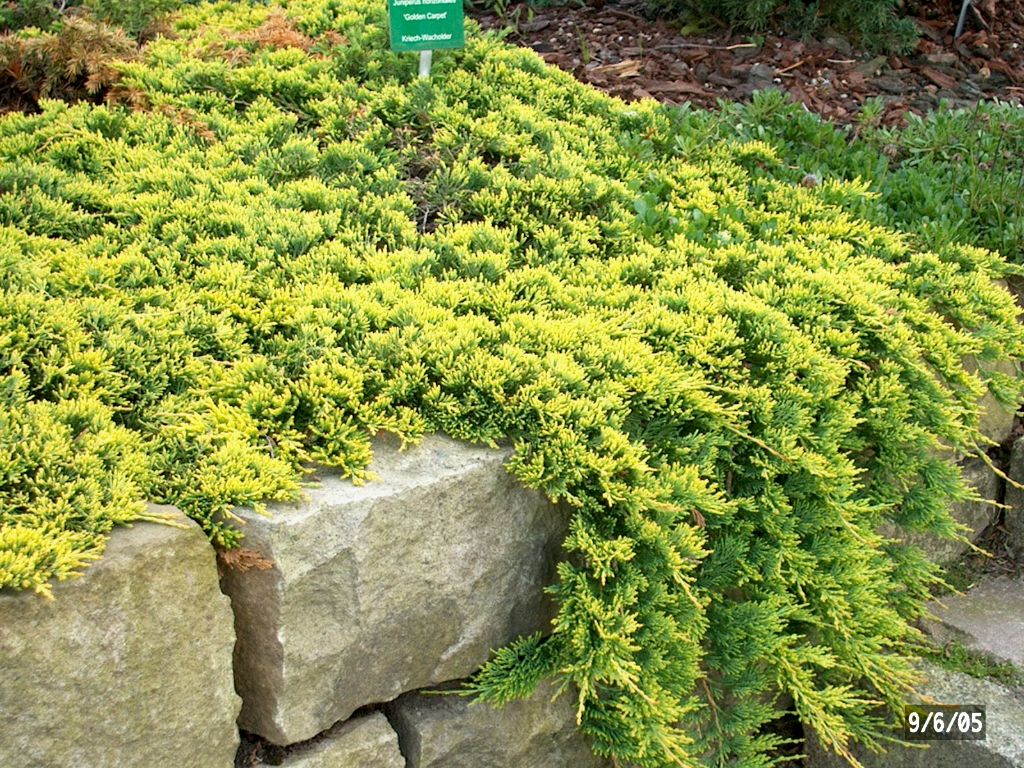 Juniperus horizontalis 'Golden Carpet'