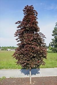 Acer crimson king