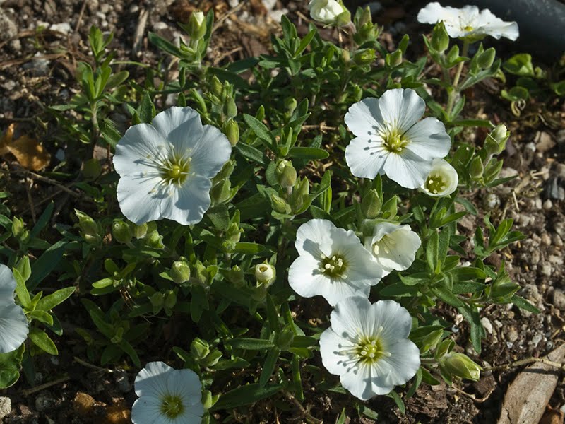 Arenaria montana