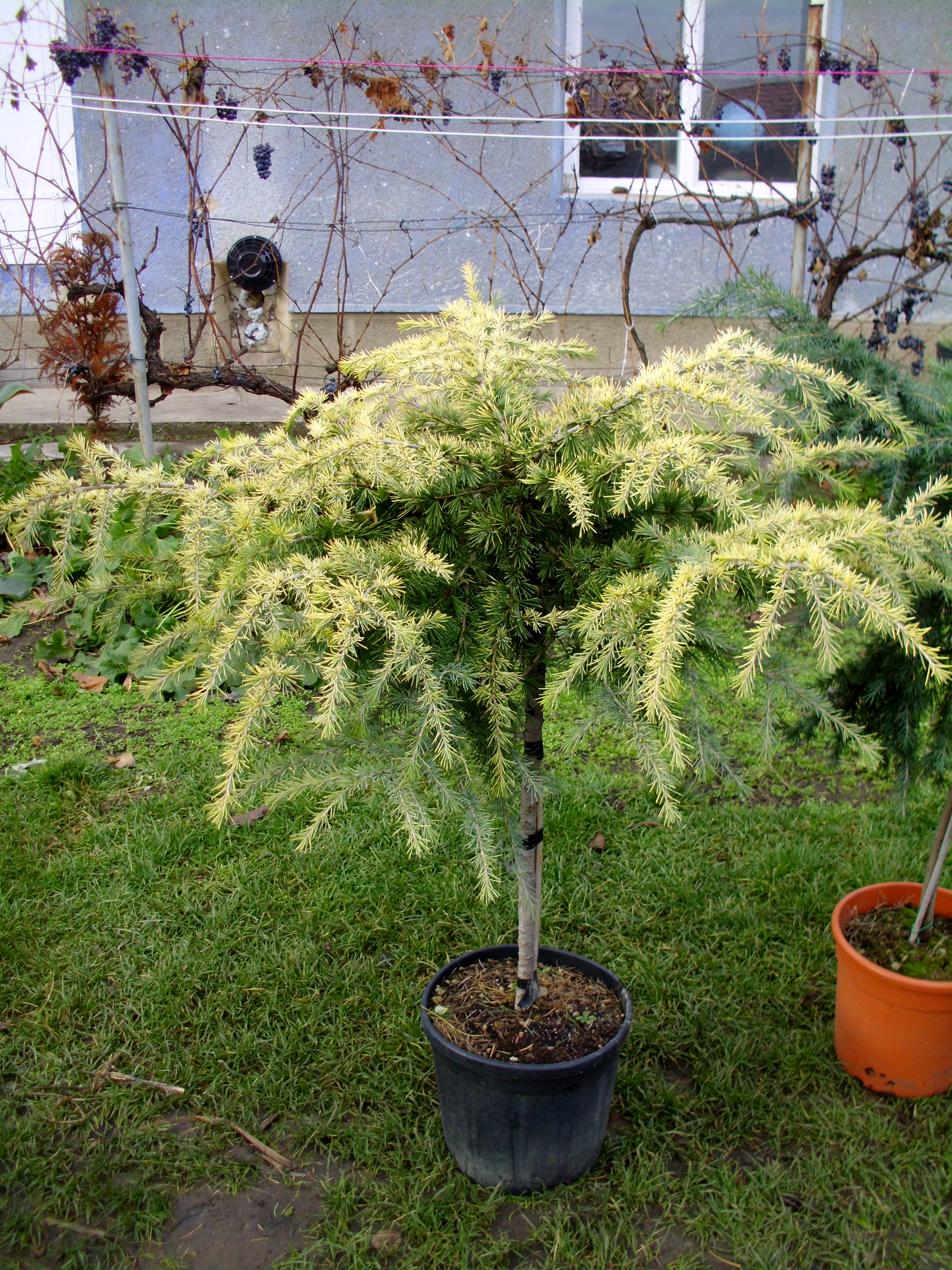 CEDRUS DEO. GOLDEN HORIZONT