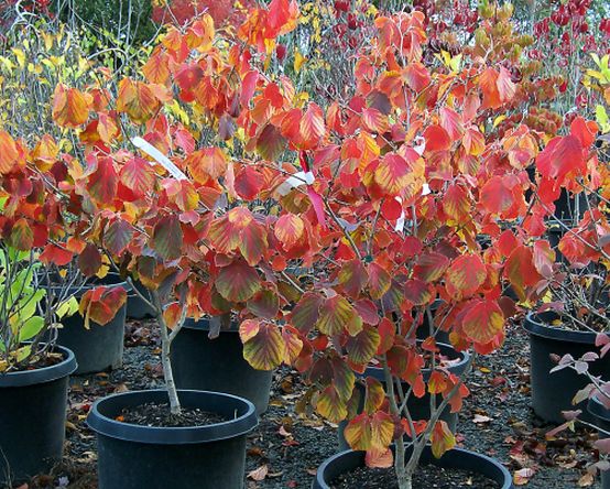 Hamamelis 'Diane'