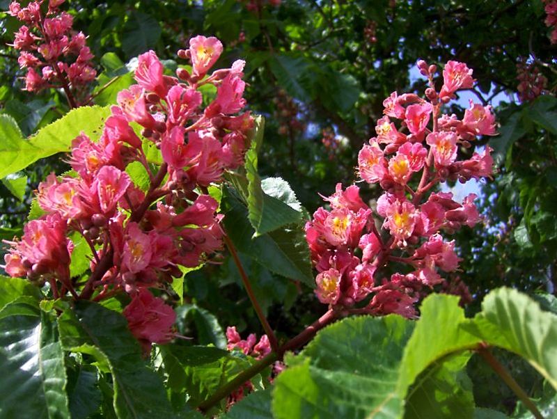 Aesculus × carnea 'Briotii'