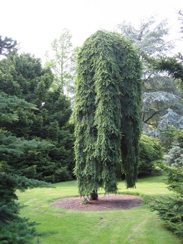 Picea abies 'Inversa'