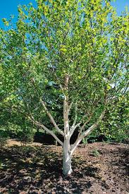 Betula utilis Jacquemontii 2 lit.