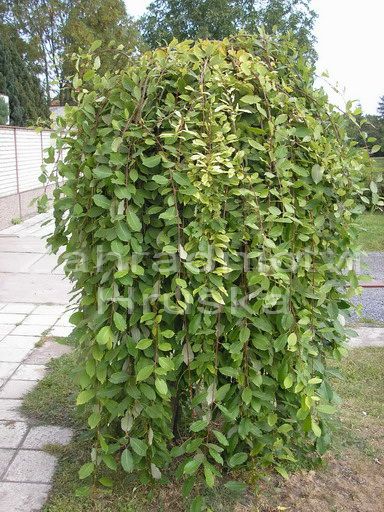 Vŕba rakytová 'Pendula'