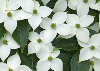 Cornus kousa 'Chinensis'