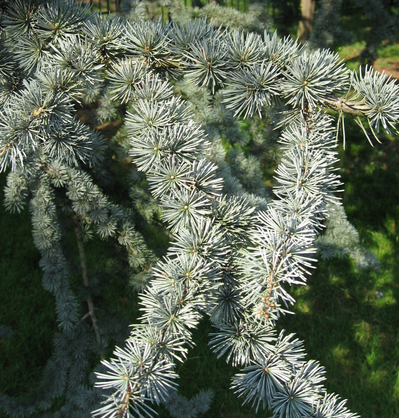 Céder atlantský 'Glauca' 120cm