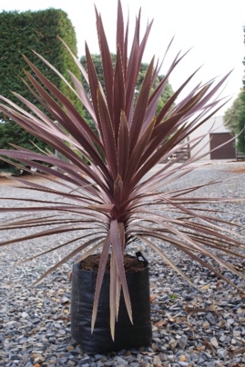 Cordyline 'Red Star'  AKCIA