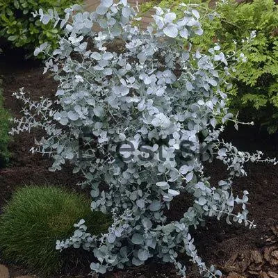 Eukalyptus Gunnov do -15° C