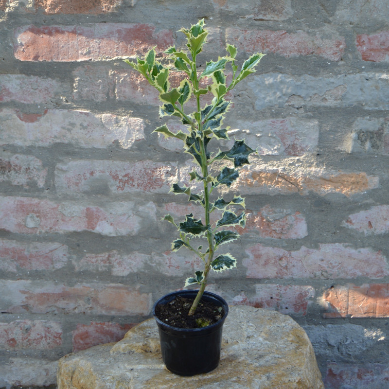 Ilex × altaclerensis 'Golden King'