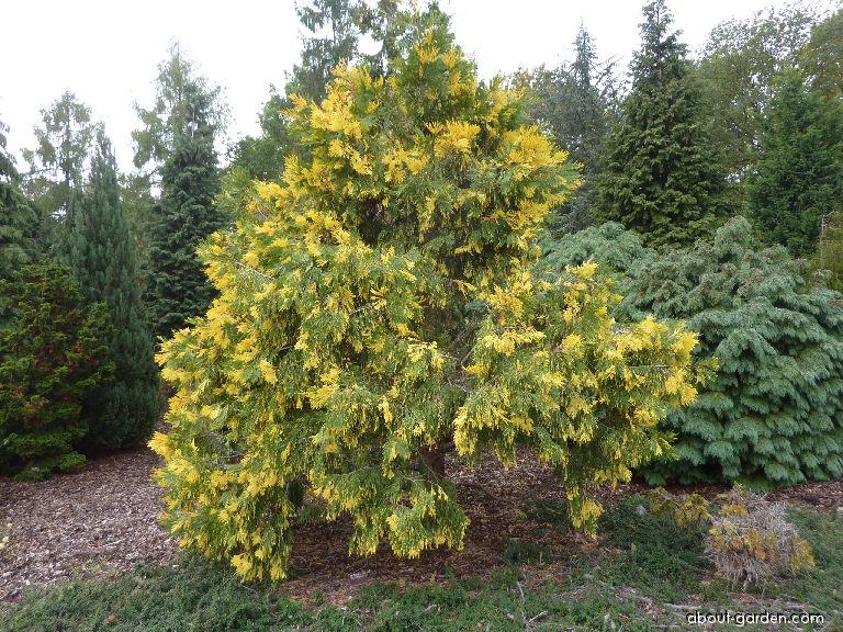 Cédrovec zbiehavý 'Aureovariegata'