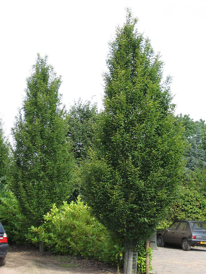 Carpinus betulus 'Fastigiata'