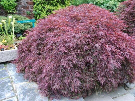 Acer dissectum 'Garnet' 50 cm kmeň