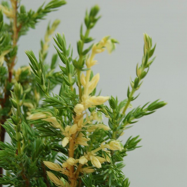 Borievka obyčajná 'Hibernica Variagata'