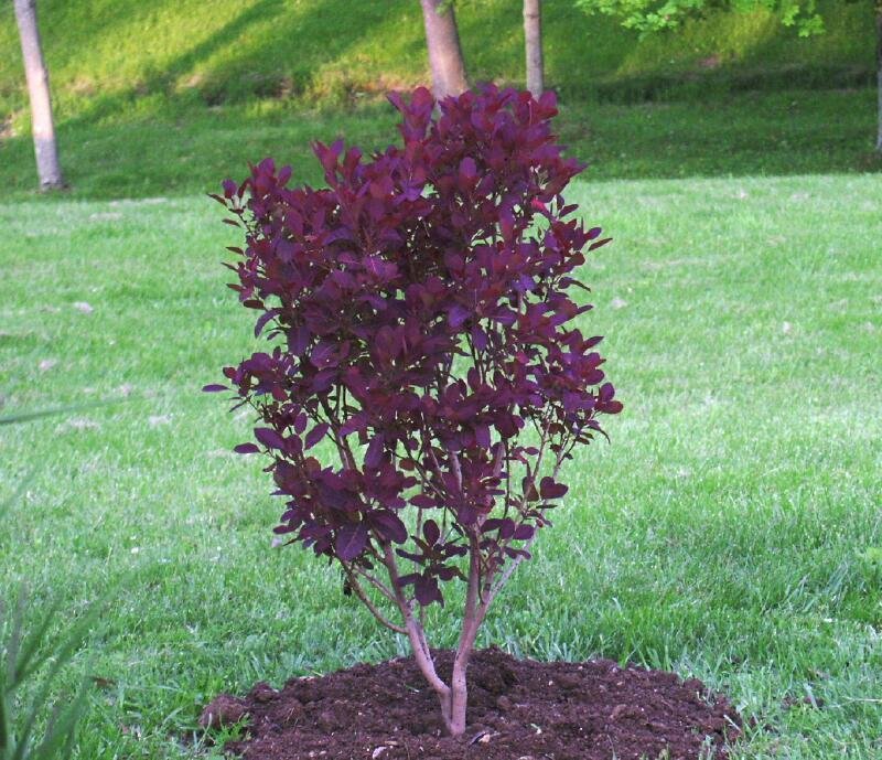 Škumpa vlasatá 'Royal Purple' extra