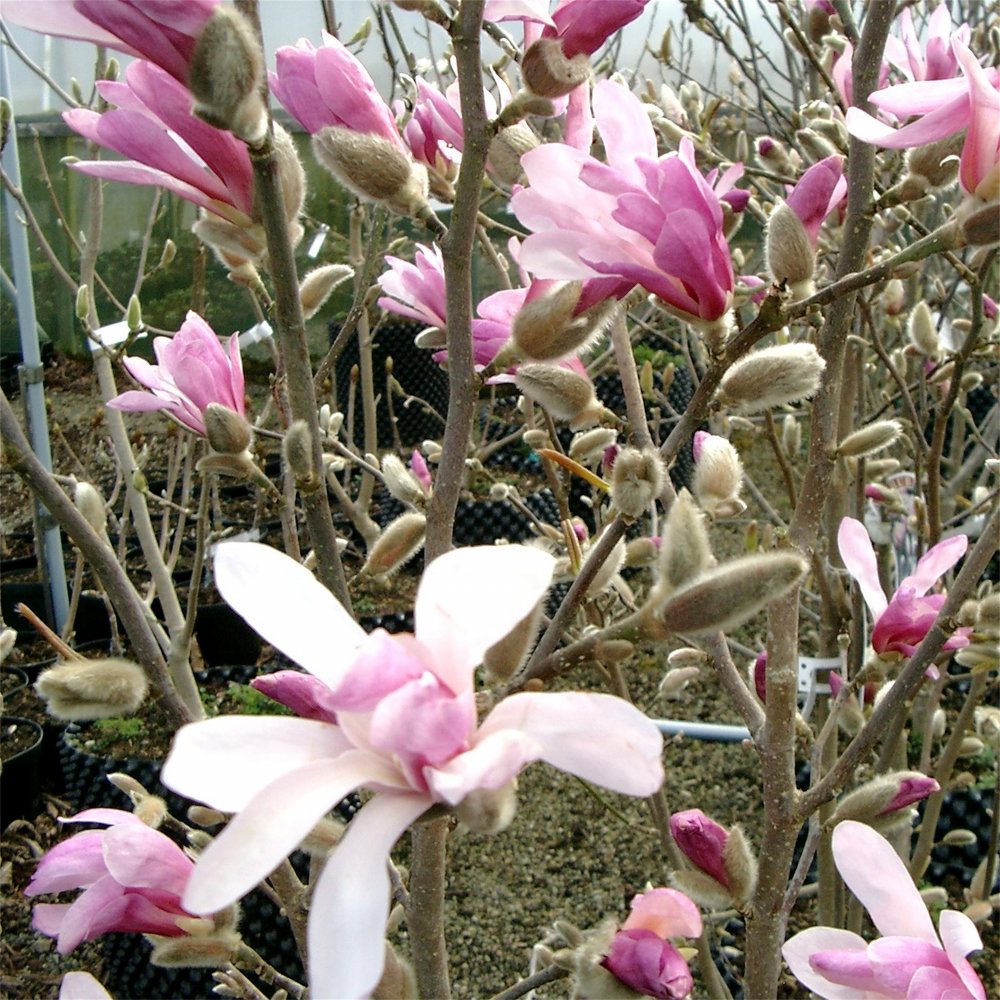 Magnolia loebneri 'Leonard Messel'