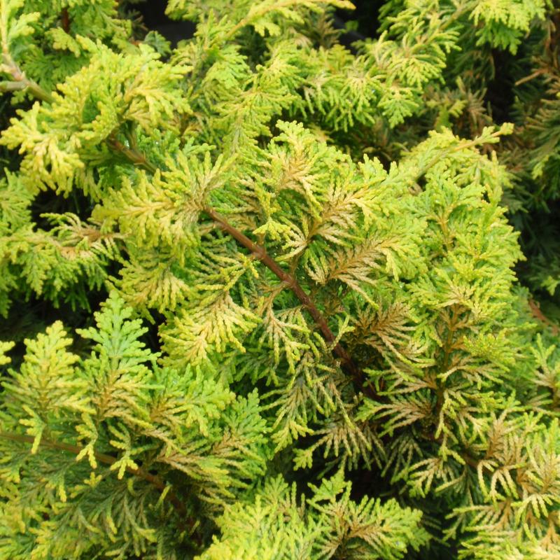 Cypruštek tupolistý 'Fernspray Gold'