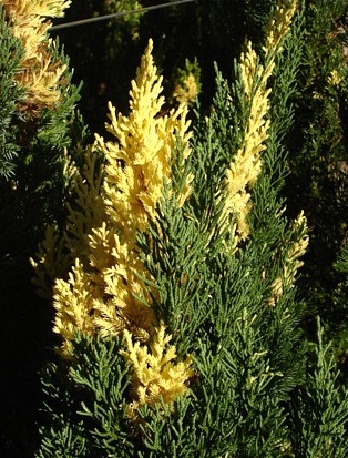 Borievka čínska 'Stricta Variegata'