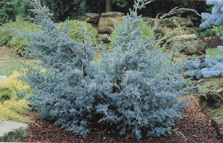 juniperus chinensis blue alps  2. tr.
