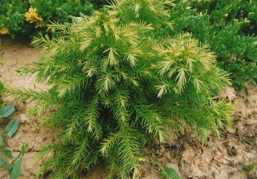 Kryptoméria japonská 'monstrosa nana